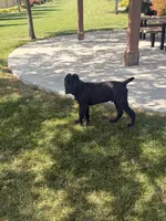 Kyro, a male Cane Corso for sale in Martinez, CA – Photo 4 of 4