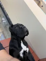 Kyro, a male Cane Corso for sale in Martinez, CA – Photo 1 of 4