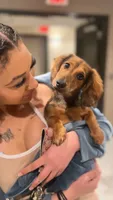 Woody, a male Dachshund for sale in San Diego Country Estates, CA – 4 of 10