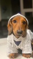 Woody, a male Dachshund for sale in San Diego Country Estates, CA – 5 of 10