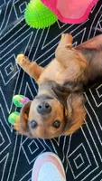 Woody, a male Dachshund for sale in San Diego Country Estates, CA – 9 of 10