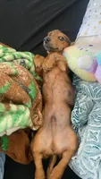 Woody, a male Dachshund for sale in San Diego Country Estates, CA – 10 of 10