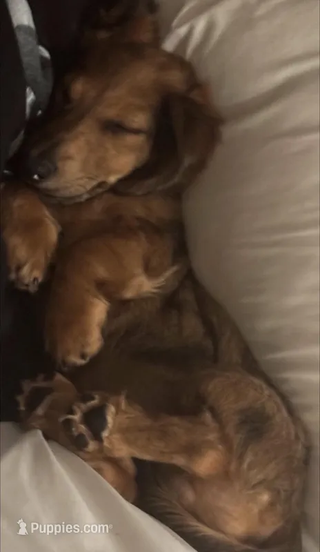 Woody – Dachshund puppy for sale in San Diego Country Estates, CA