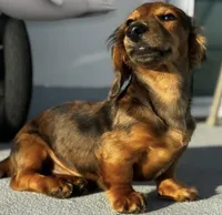 Woody, a male Dachshund for sale in San Diego Country Estates, CA – 6 of 10