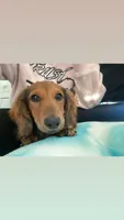 Woody, a male Dachshund for sale in San Diego Country Estates, CA – 2 of 10