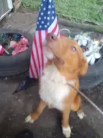 Chester (In Training), a male Australian Shepherd for sale in Elizabethtown, KY – 4 of 4