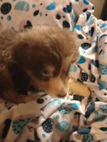 Cricket, a male Australian Shepherd for sale in Elizabethtown, KY – 10 of 10