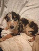 Freckles (Blue Merle), a female Australian Shepherd and Belgian Sheepdog for sale in Elizabethtown, KY – 5 of 5