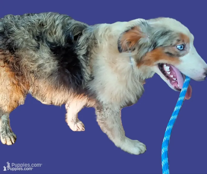Sapphire – Australian Shepherd puppy for sale in Elizabethtown, KY
