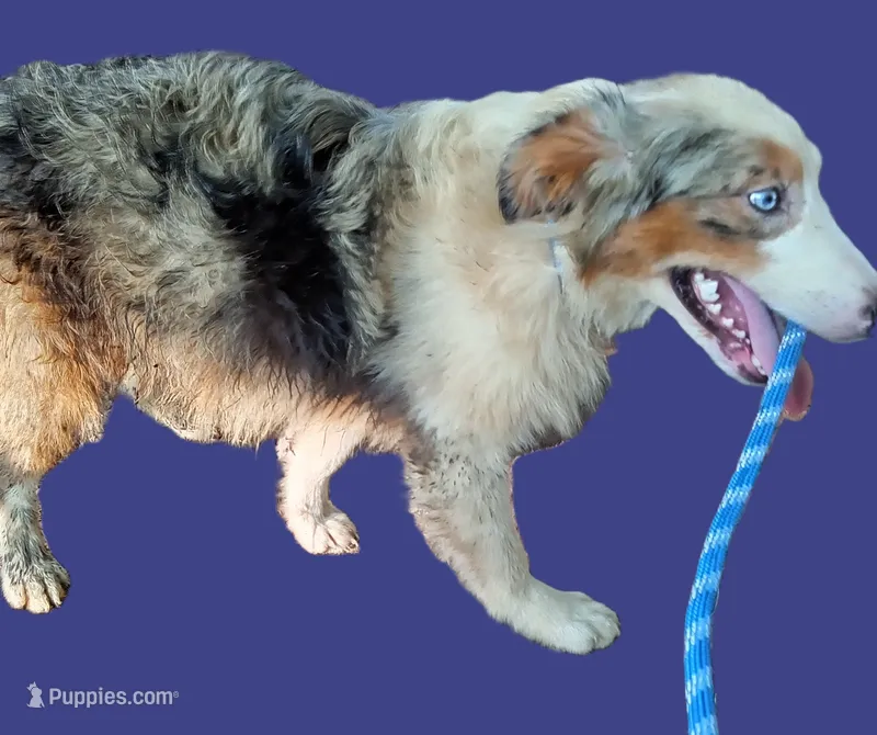 Sapphire – Australian Shepherd puppy for sale in Elizabethtown, KY