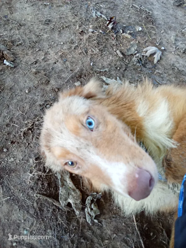 Copper – Australian Shepherd puppy for sale in Elizabethtown, KY