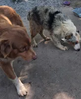 Blue SaFire, a female Australian Shepherd for sale in Elizabethtown, KY – 5 of 5