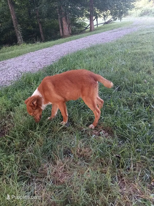chester – Australian Shepherd puppy for sale in Elizabethtown, KY