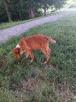 chester, a male Australian Shepherd for sale in Elizabethtown, KY – 1 of 1