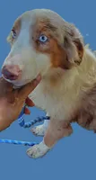 Marbles, a female Australian Shepherd for sale in Elizabethtown, KY – 1 of 9