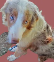 Marbles, a female Australian Shepherd for sale in Elizabethtown, KY – 4 of 9
