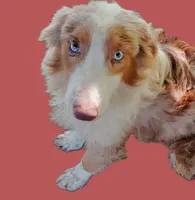 Marbles (Red Merle ( w/ Blue)), a male Australian Shepherd for sale in Elizabethtown, KY – 3 of 10
