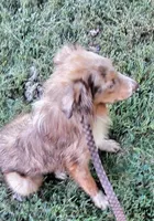 Champ  (Red Merle) (In Training), a male Australian Shepherd for sale in Elizabethtown, KY – 2 of 10