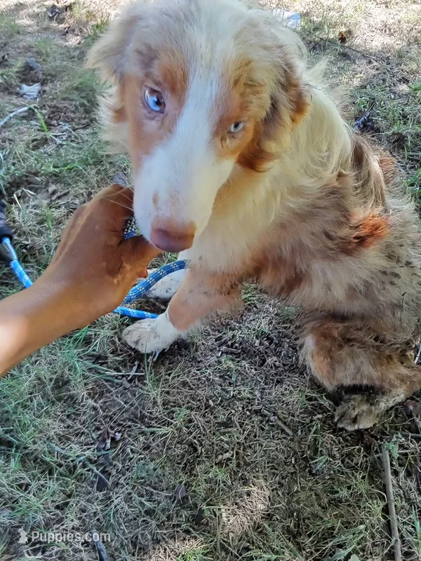 Marbles (Red Merle ( w/ Blue)) – Australian Shepherd puppy for sale in Elizabethtown, KY