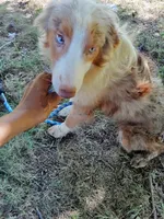Marbles (Red Merle ( w/ Blue)), a male Australian Shepherd for sale in Elizabethtown, KY – 2 of 10