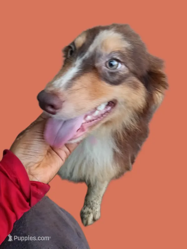 Cricket – Australian Shepherd puppy for sale in Elizabethtown, KY