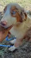 Marbles, a female Australian Shepherd for sale in Elizabethtown, KY – 5 of 9