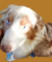 Marbles, a female Australian Shepherd for sale in Elizabethtown, KY – 6 of 9