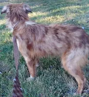 Champ  (Red Merle) (In Training), a male Australian Shepherd for sale in Elizabethtown, KY – 8 of 10
