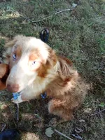 Marbles (Red Merle ( w/ Blue)), a male Australian Shepherd for sale in Elizabethtown, KY – 8 of 10