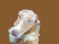 Copper  (Red Merle ( w/ Blue)), a male Australian Shepherd for sale in Elizabethtown, KY – 8 of 10