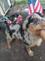 Freckles, a female Australian Shepherd and Belgian Sheepdog for sale in Elizabethtown, KY – 4 of 4