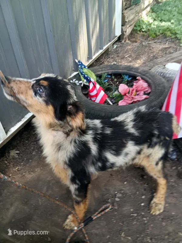Freckles – Australian Shepherd, Belgian Sheepdog puppy for sale in Elizabethtown, KY