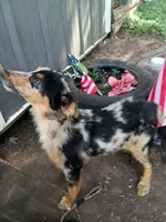 Freckles, a female Australian Shepherd and Belgian Sheepdog for sale in Elizabethtown, KY – 1 of 4