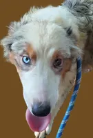 Blue SaFire, a female Australian Shepherd for sale in Elizabethtown, KY – 2 of 5