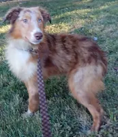 Champ  (Red Merle) (In Training), a male Australian Shepherd for sale in Elizabethtown, KY – 6 of 10