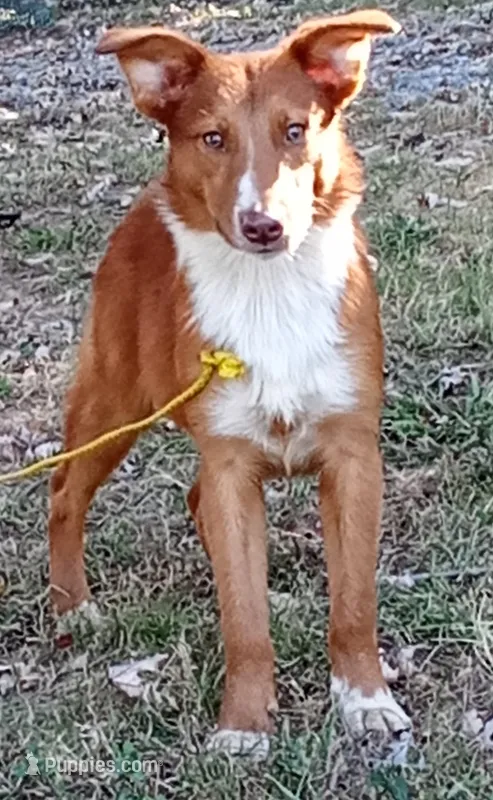 Rhett - Dressed to Impress!  (In Training) – Australian Shepherd puppy for sale in Elizabethtown, KY