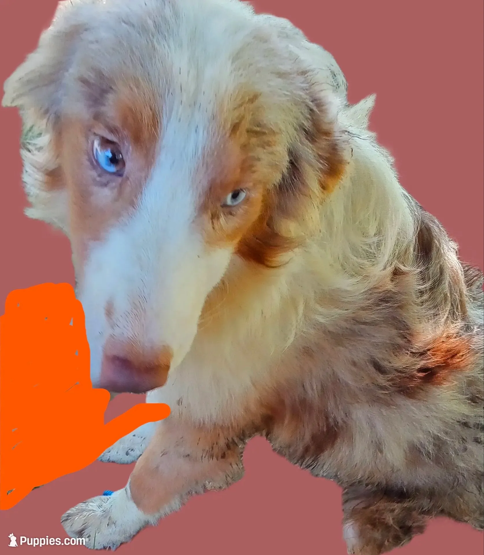 Marbles (Red Merle) (In Training), a female Australian Shepherd for sale in Elizabethtown, KY – 9 of 9