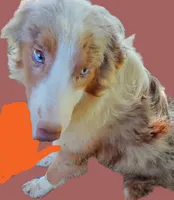 Marbles, a female Australian Shepherd for sale in Elizabethtown, KY – 9 of 9
