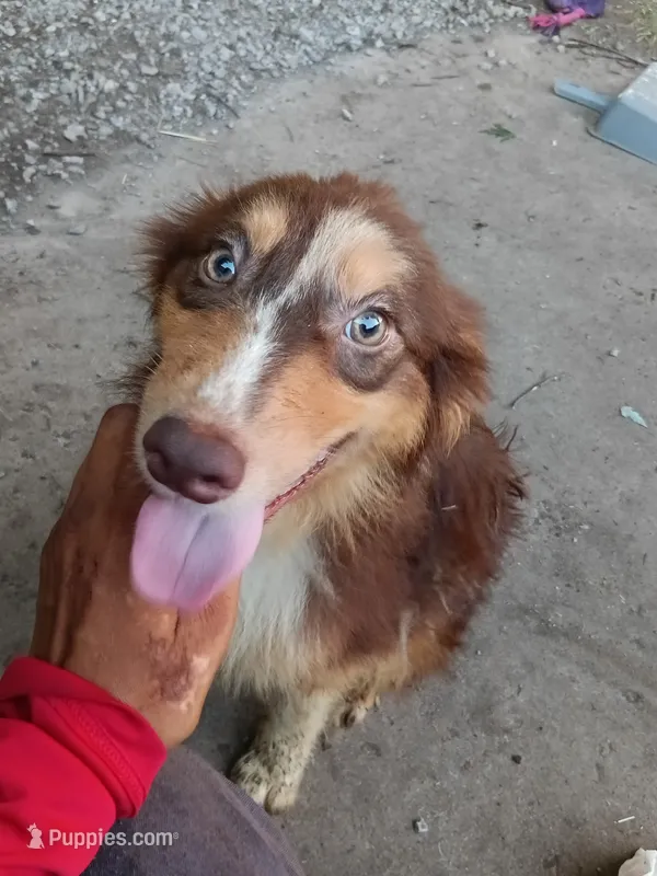 Cricket – Australian Shepherd puppy for sale in Elizabethtown, KY