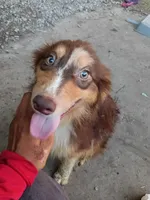 Cricket, a male Australian Shepherd for sale in Elizabethtown, KY – 4 of 10