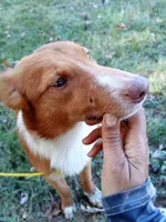 Rhett - Dressed to Impress!  (In Training), a male Australian Shepherd and Belgian Shepherd Dog for sale in Elizabethtown, KY – 2 of 10
