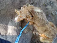 Copper  (Red Merle ( w/ Blue)), a male Australian Shepherd for sale in Elizabethtown, KY – 4 of 10