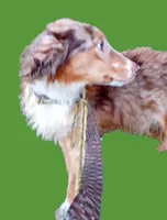 Champ  (Red Merle) (In Training), a male Australian Shepherd for sale in Elizabethtown, KY – 9 of 10