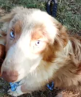 Marbles, a female Australian Shepherd for sale in Elizabethtown, KY – 8 of 9