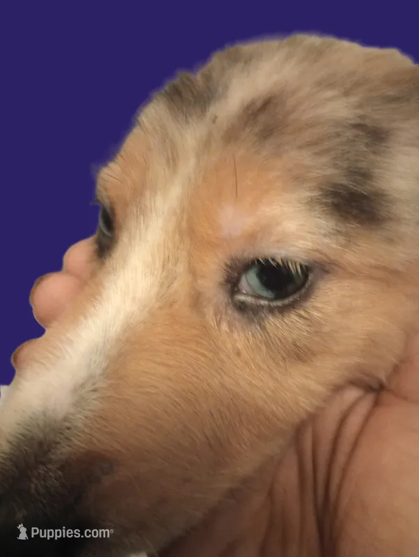 Violet  – Australian Shepherd, Belgian Sheepdog puppy for sale in Elizabethtown, KY