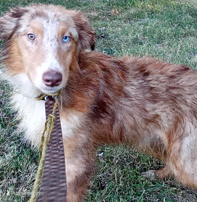 Champ  (Red Merle) – Australian Shepherd puppy for sale in Elizabethtown, KY