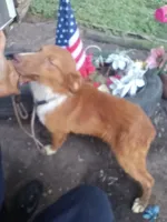 Chester (In Training), a male Australian Shepherd for sale in Elizabethtown, KY – 3 of 4