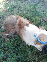 Marbles (Red Merle ( w/ Blue)), a male Australian Shepherd for sale in Elizabethtown, KY – 4 of 10