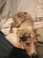 Violet , a female Australian Shepherd and Belgian Sheepdog for sale in Elizabethtown, KY – 5 of 6
