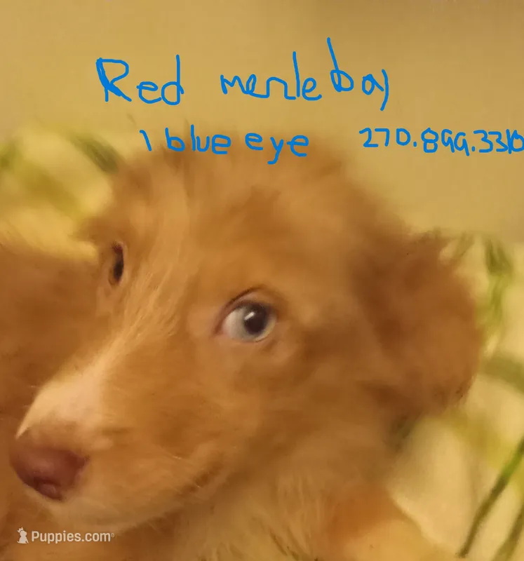 Copper – Australian Shepherd puppy for sale in Elizabethtown, KY